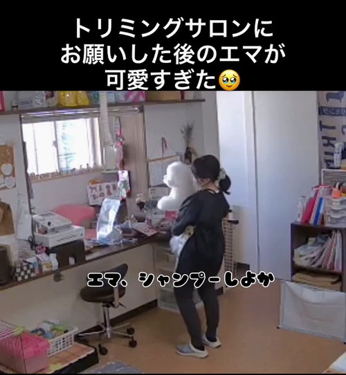 シャンプーしよか