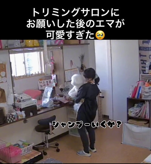 シャンプーいくか