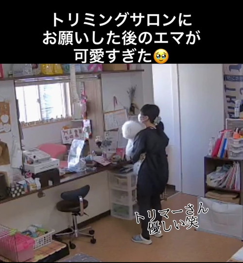 優しいトリマー