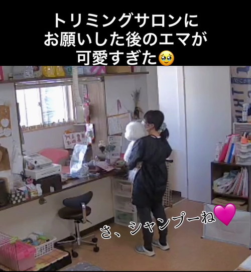 さ、シャンプー