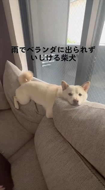 ベランダに出られずいじけている白柴さん