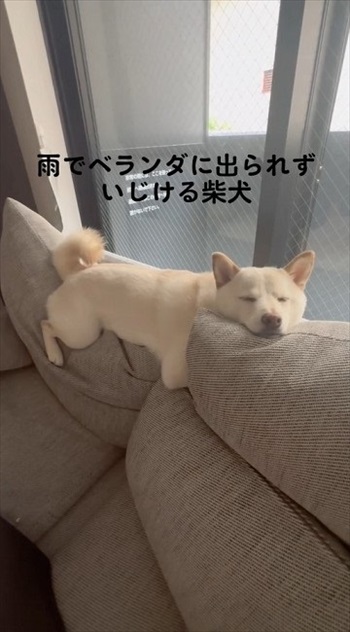 まばたきするワンコ