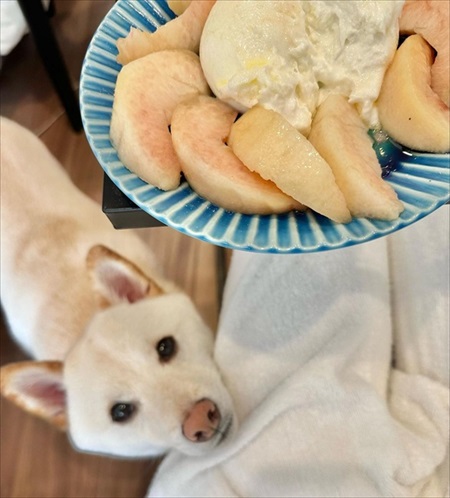 ベランダに出られずいじけている白柴さん