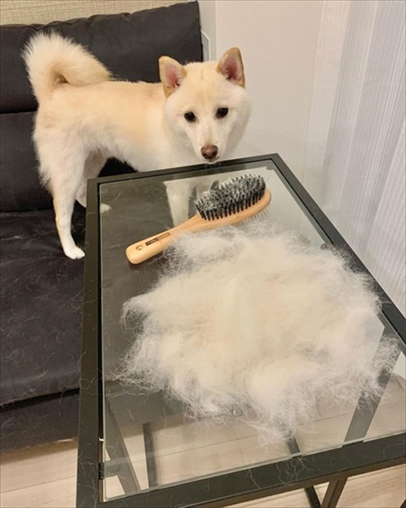 ベランダに出られずいじけている白柴さん