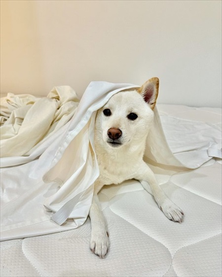 ベランダに出られずいじけている白柴さん