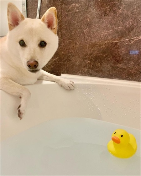 ベランダに出られずいじけている白柴さん