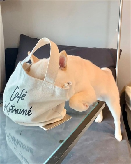 ベランダに出られずいじけている白柴さん