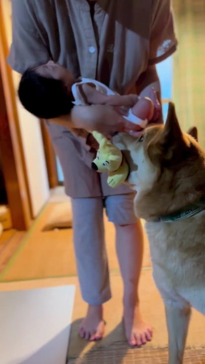 見つめるワンコ