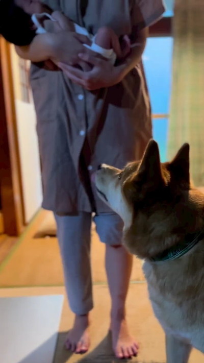 おもちゃ落とすワンコ