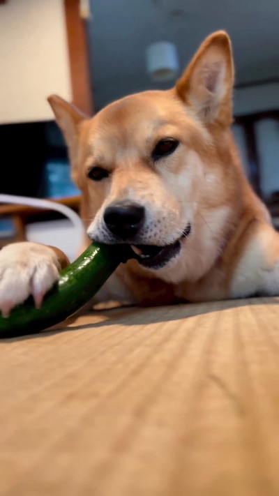 きゅうりとワンコ