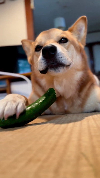 きゅうり食べる犬