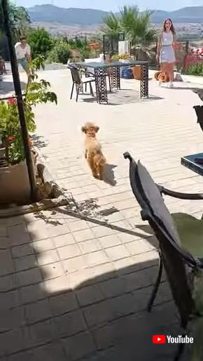 再会トイプードル