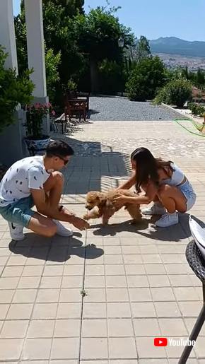 再会トイプードル