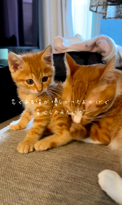 安心したみたいだ