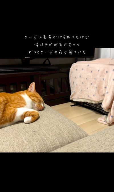 ケージの側から離れない