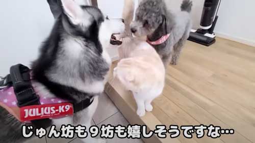 動物病院に行った犬を出迎える犬と猫