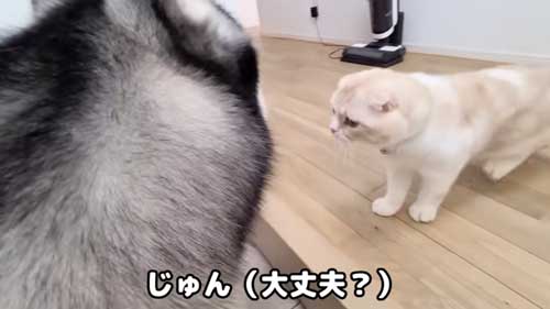 心配そうな犬猫
