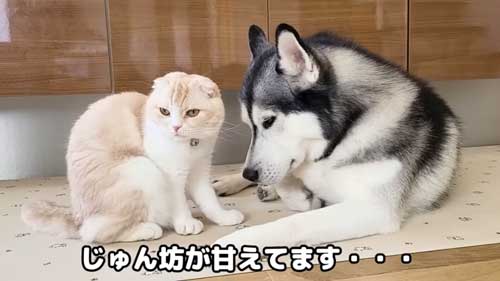 そばにいたい猫