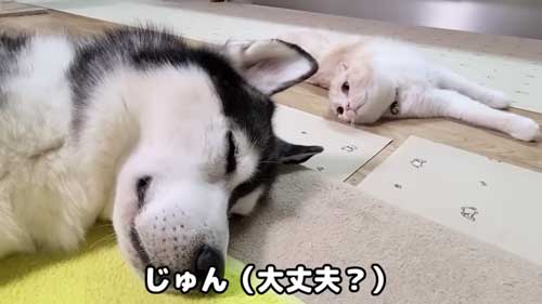 疲れて眠る犬と心配する猫