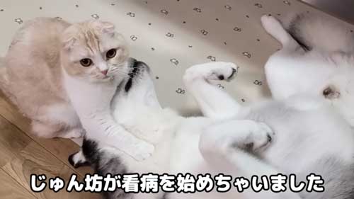 看病する猫