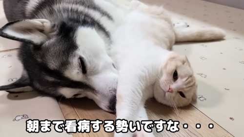 離れない犬と猫