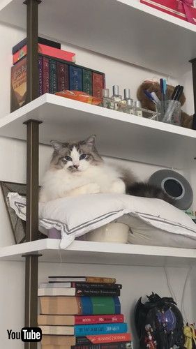 降りる気配のないジョージ