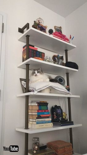 「George Enters The Forbidden Zone || ViralHog」