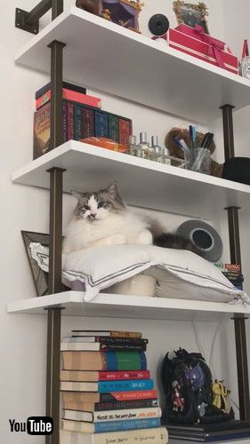 「George Enters The Forbidden Zone || ViralHog」