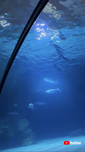 はじめての水族館