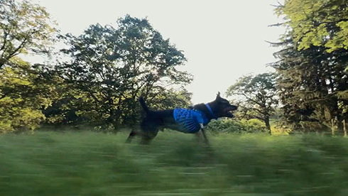 義足 動物 ペット