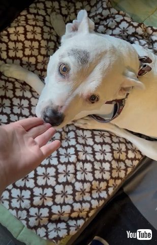 耳と目に障害のあるワンコ