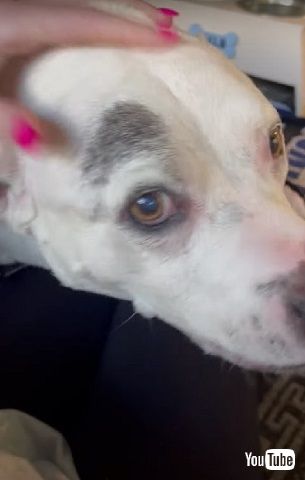 耳と目に障害のあるワンコ