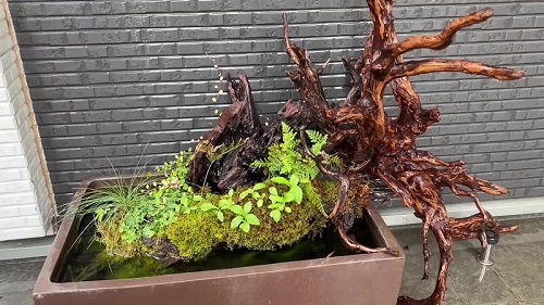 屋外ビオトープ