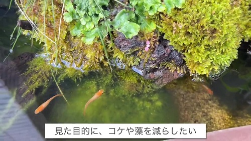 ビオトープのコケ