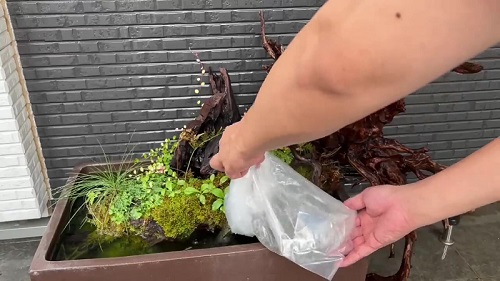 ヤマトヌマエビ投入