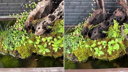 ビオトープビフォーアフター