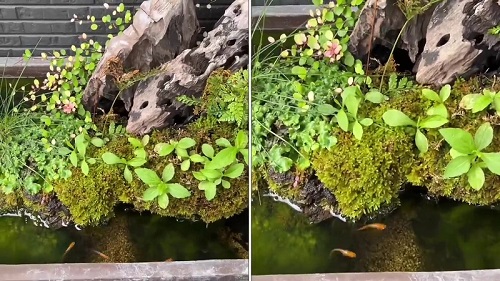 コケが減らないビオトープ