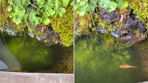 コケが減少したビオトープ