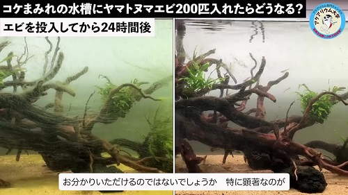 ヤマトヌマエビがコケ除去したビフォーアフター