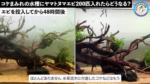 コケ除去ビフォーアフター