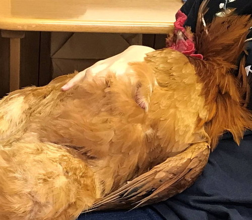 大きなニワトリ
