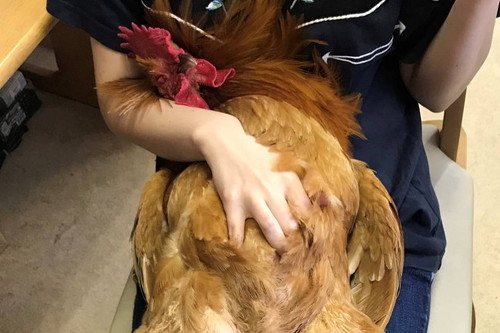 大きなニワトリ