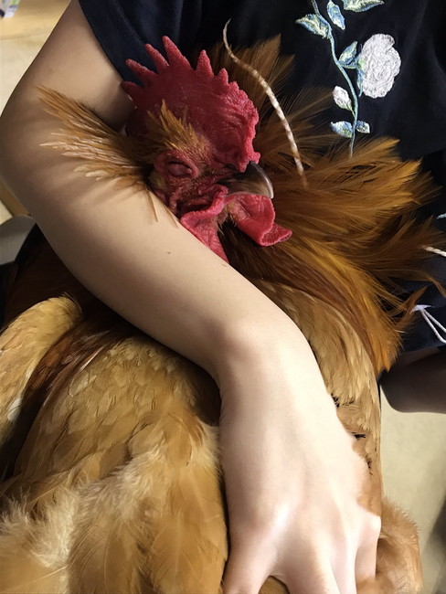 大きなニワトリ