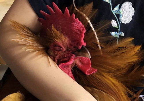 大きなニワトリ