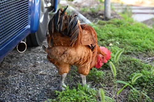 大きなニワトリ