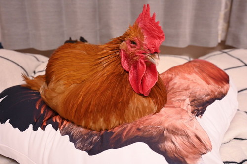 大きなニワトリ