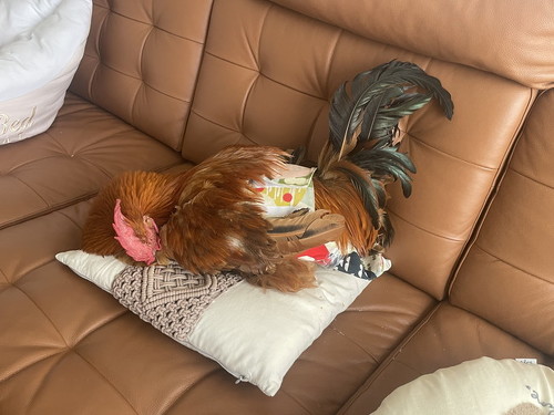 大きなニワトリ