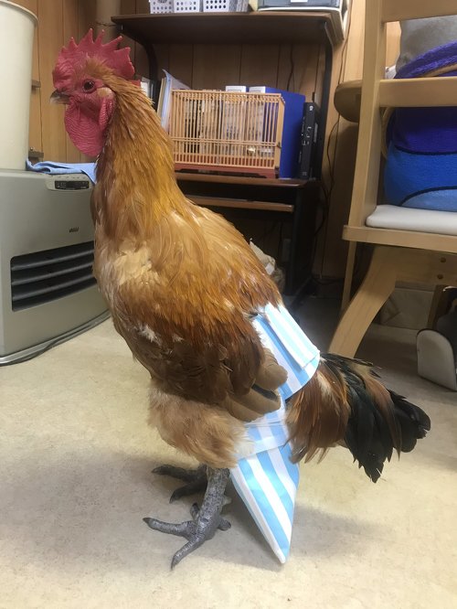 大きなニワトリ