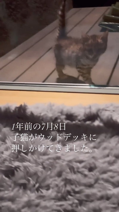 やってきた子猫