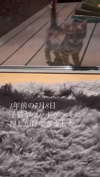 必死のアピール子猫